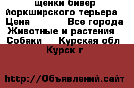 щенки бивер йоркширского терьера › Цена ­ 8 000 - Все города Животные и растения » Собаки   . Курская обл.,Курск г.